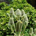 Eryngium agavifolium fleur